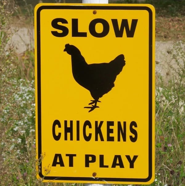 A yellow road sign reads, "Slow: Chickens at play"