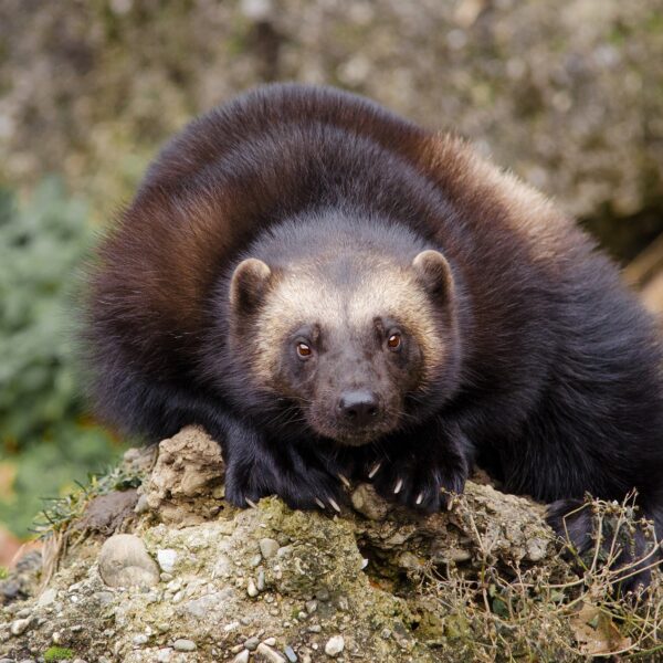 Photo of a wolverine in the wild