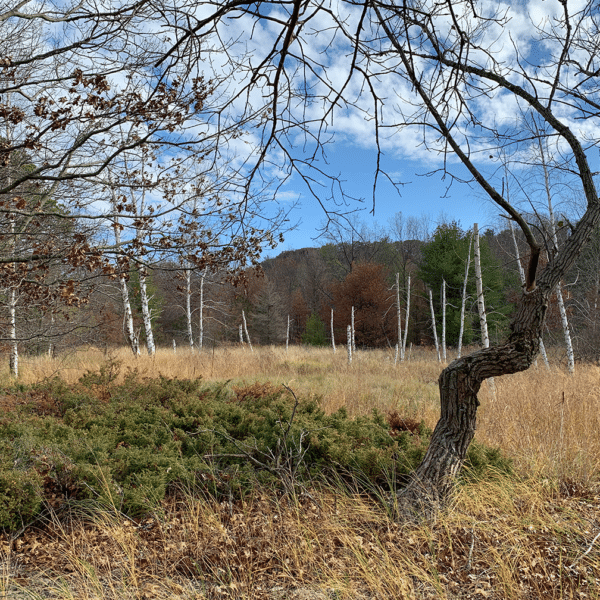 Saugatuck Harbor Natural Area